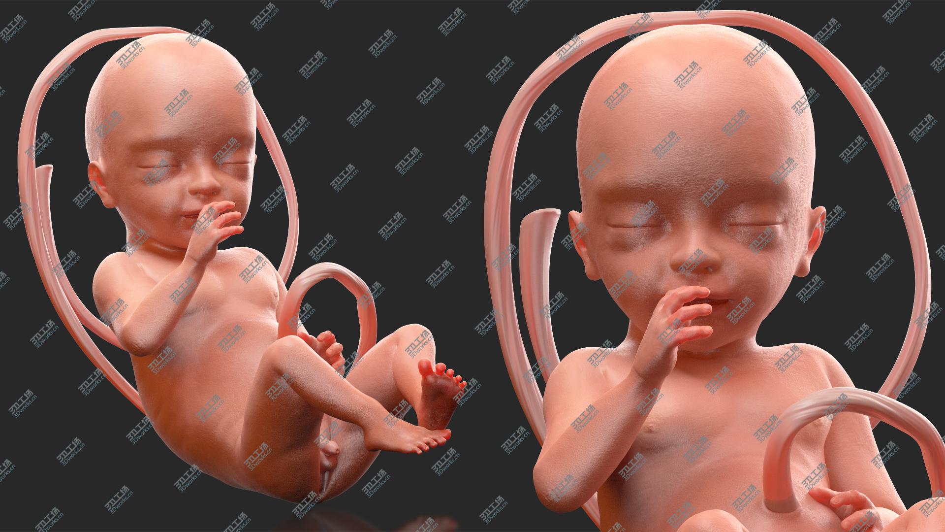 images/goods_img/202104091/Human Fetus at 24 Weeks 3D/5.jpg
